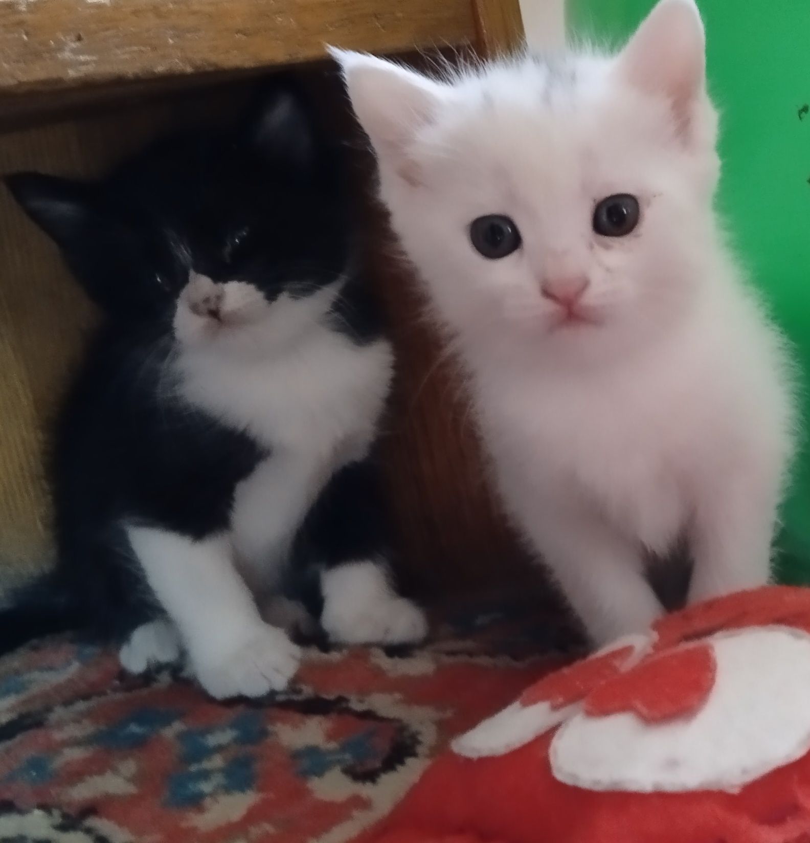 Продаются котята