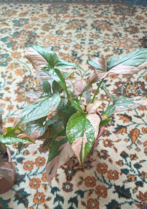 Продается Сингониум ред спот триколор