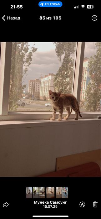 Отдам котенка в добрые руки