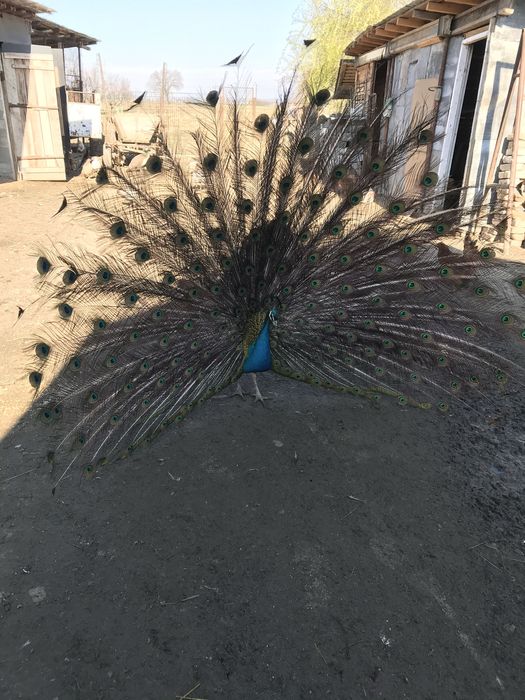 Vand sau schimb paun standard matur cu femela