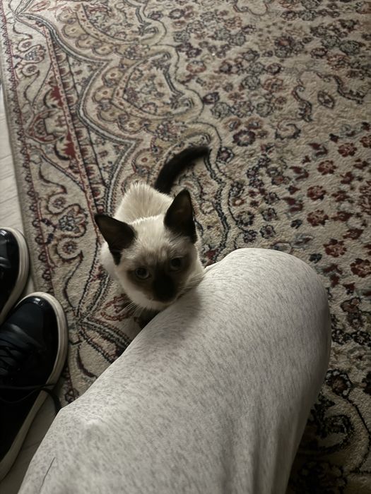 Отдам бесплатно сиамскую кошку