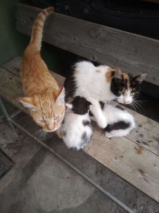 Donez doi pui de pisica, foarte blanzi si jucausi