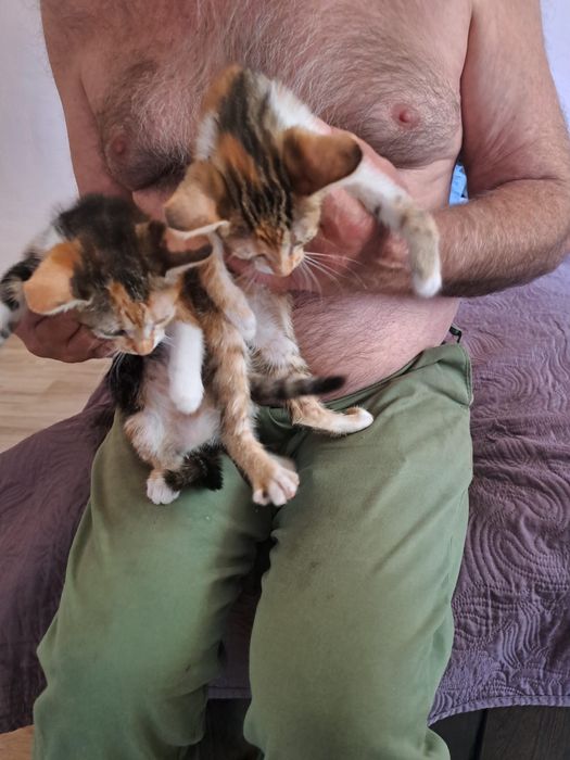 Pisicute spre adoptie
