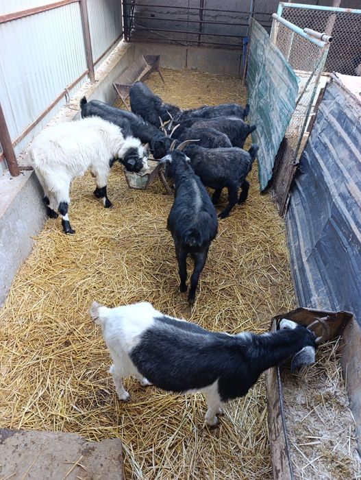 Хонаки эчкилар сотилади. 2 тадан тугади