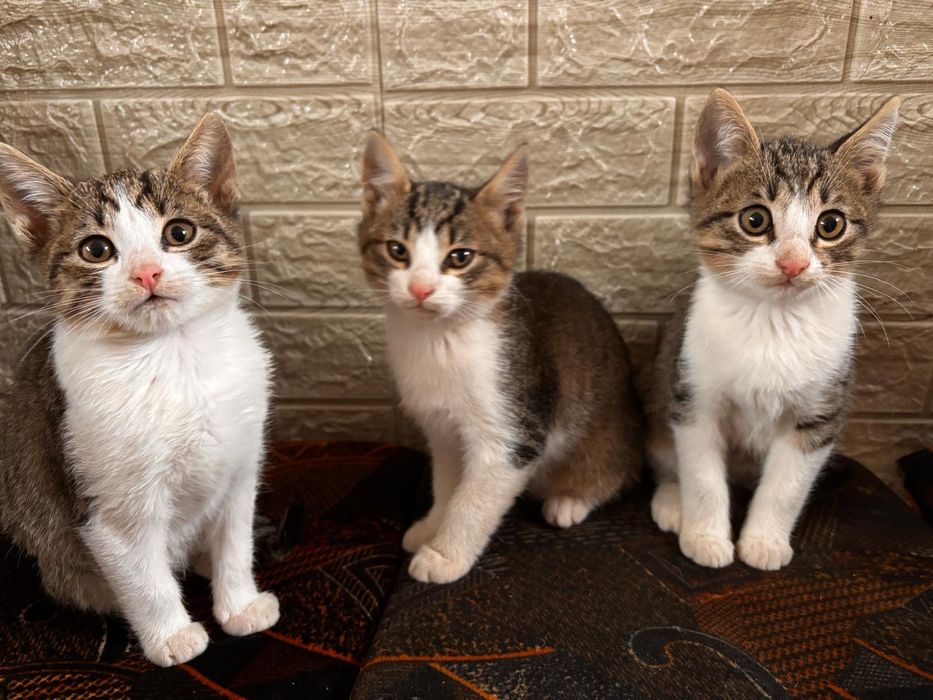 Se donează pisicuțe de curte.Cautam familii iubitoare!