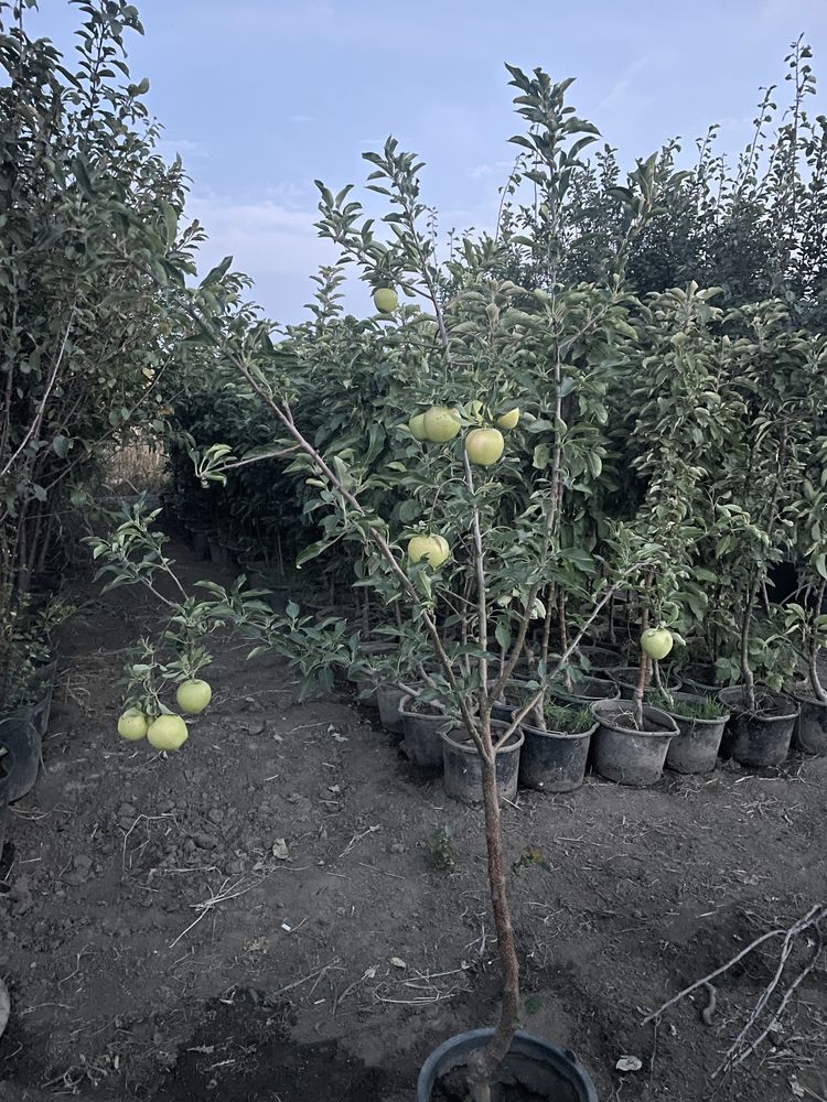 Vând pomi fructiferi la ghiveci !