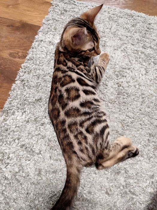 Femela bengal cu pedigree,felisa autorizata