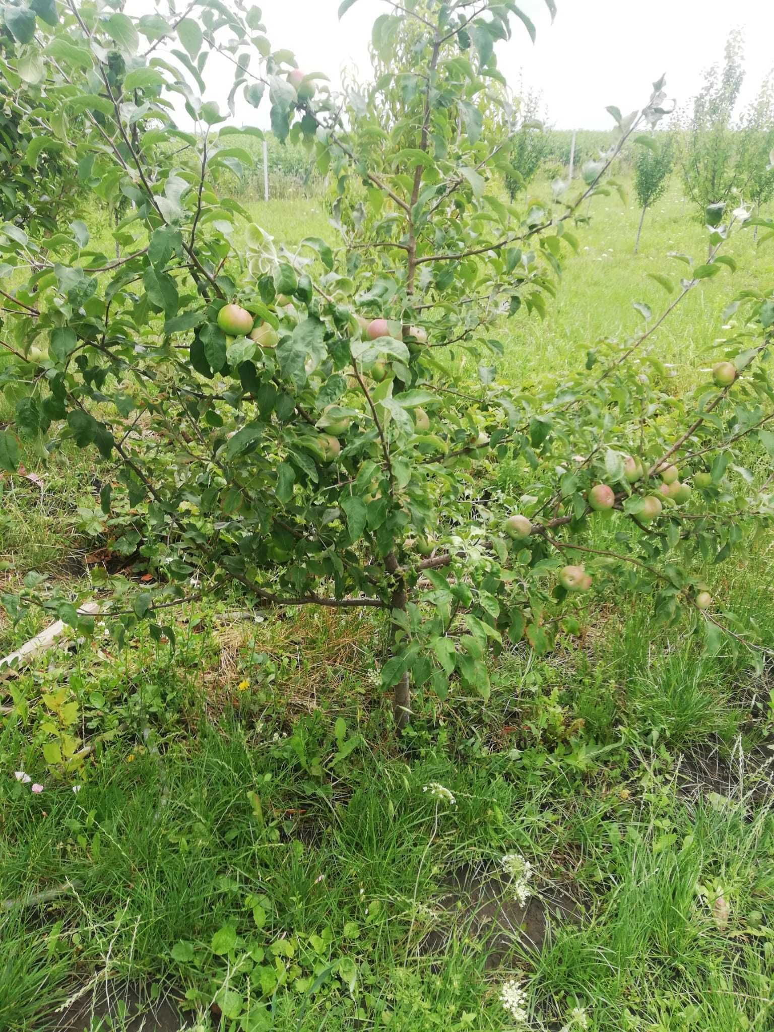 Vand teren cu livada Trei Movile, Scheia