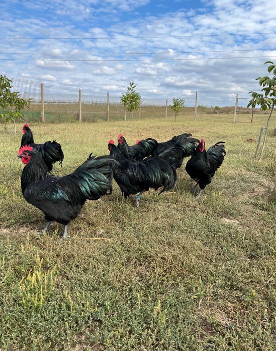 Cocoși australorp negru
