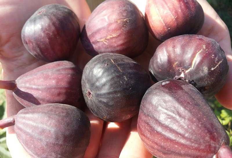 Butasi Smochini Soiul Svinita Si Alte Soiuri In Comentariu