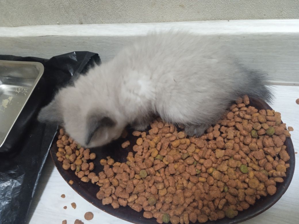 Хорошенькие котики