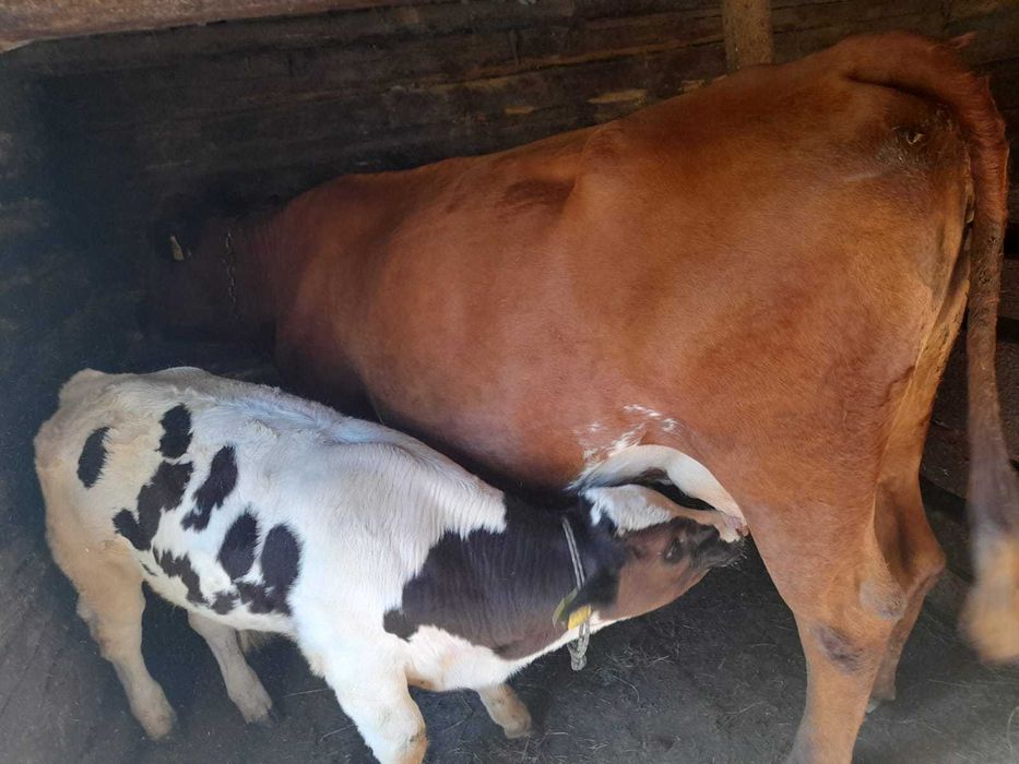 Vând Văcuță Metis Bălțată cu Angus + Vițel 180 kg