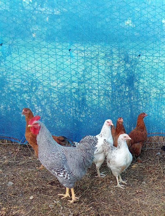 Cocoș de rasa 8 luni