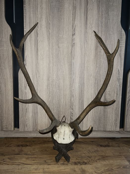 Trofeu cerb autentic!