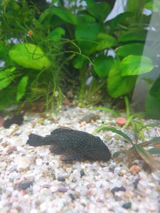 Продавам анциструси - малкини големи