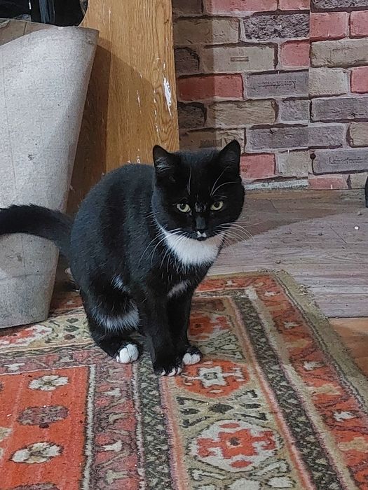 Котёнок подросток