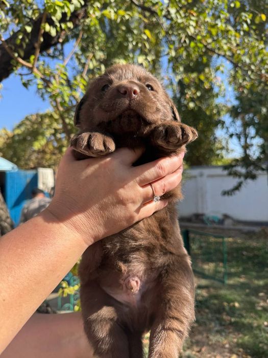 Продажа щенков лабрадора