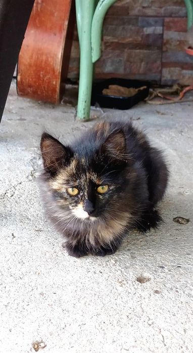 Donez pui de pisică