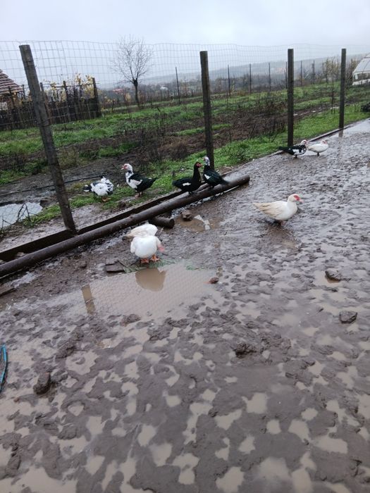 Vând sau schimb cu găini tinere
