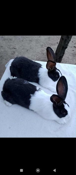 Vând iepuri hicole francez