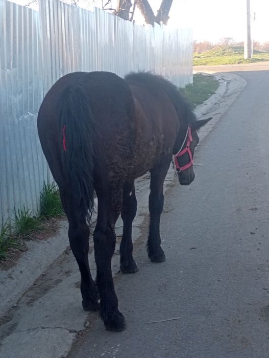 Caii de vânzare mai multe detalii în la Nr