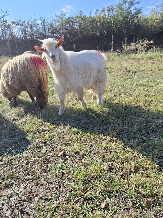 Vând urgent țap sau schimb cu oaie