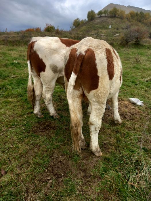 Junci batata romanesca