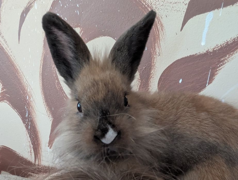 Декоративен заек (лъвска глава)