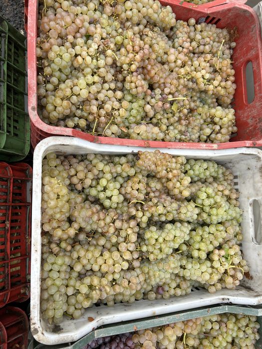 Struguri de vin