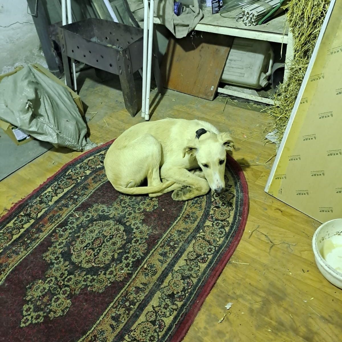 Найдена собака породы тазы. Щенок. 5-6 месяцев.
