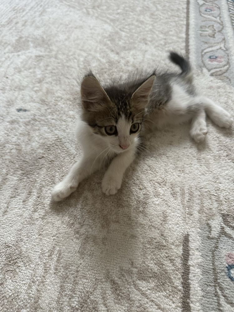 Кошкаа……………………….