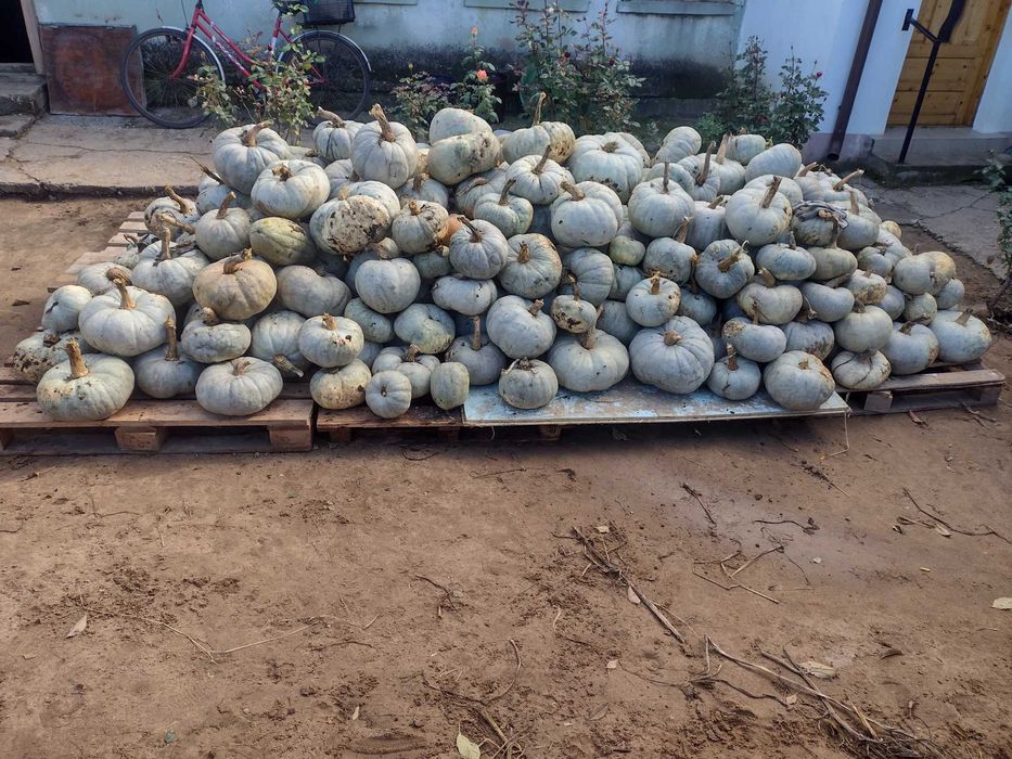 Dovleac alb placintar