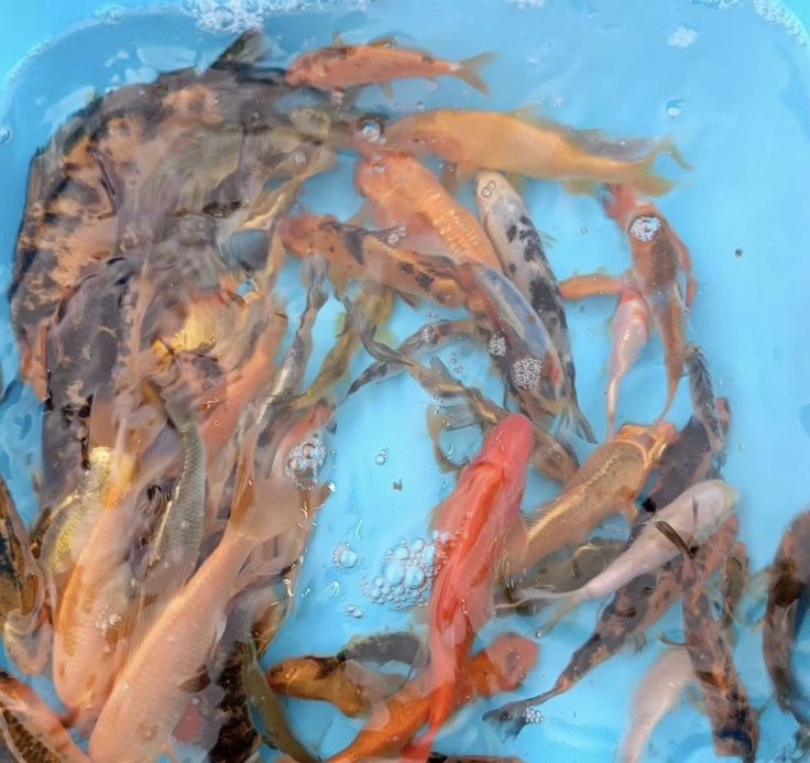 Koya Koi Коя карп коя платиниум вуаливый ховуз ва аквариум баликлари