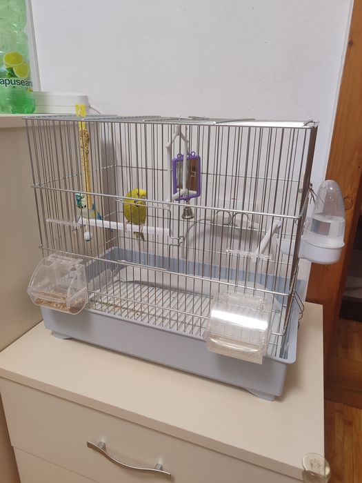 Vând Papagal Peruș