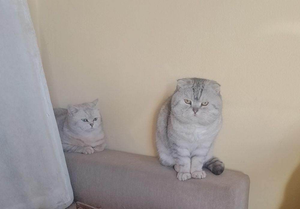 Сребърна чинчила