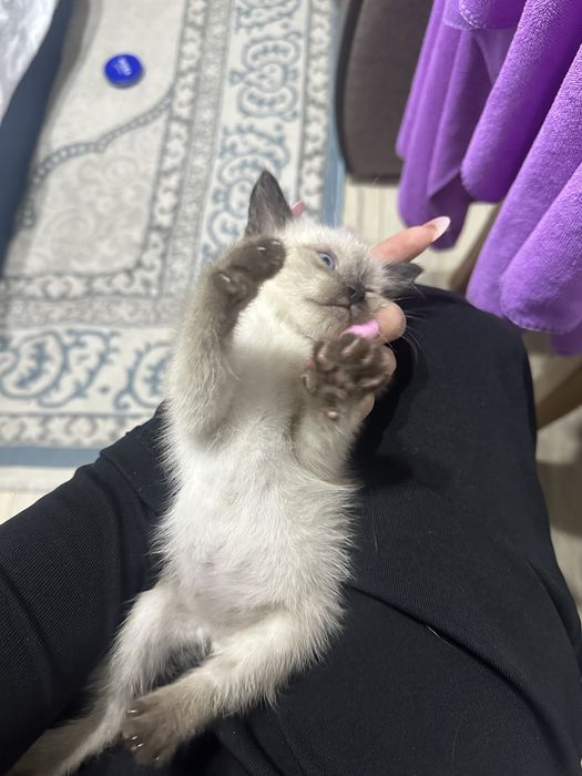 Продам сиамского котёнка срочно