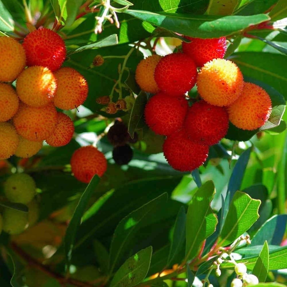 Ягодово дърво/Arbutus unedo (кумарка)