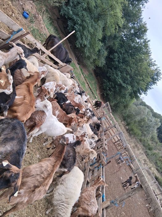 Vând turma de capre și 2 măgari