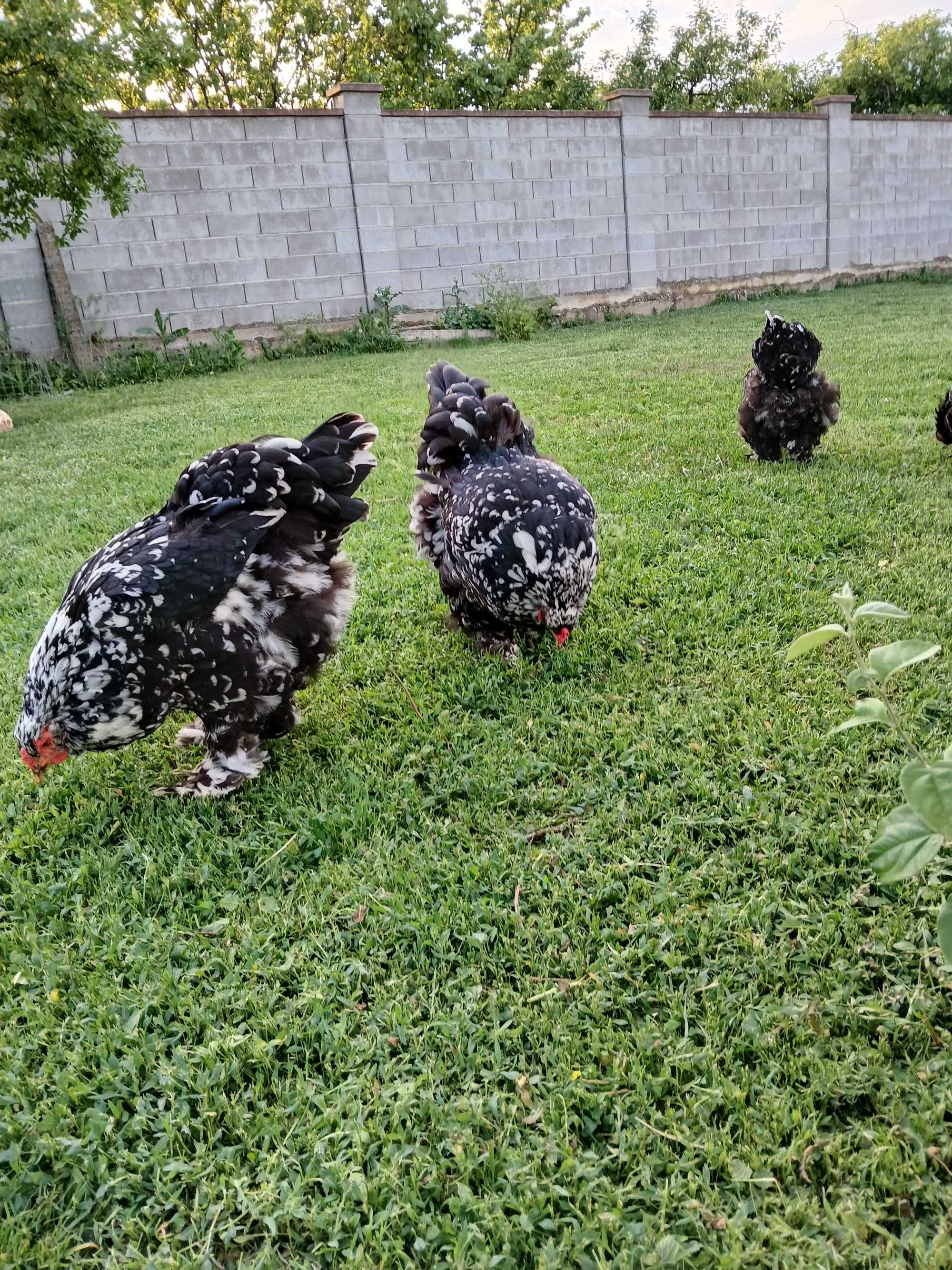 Vind puii găină brahma NEGRU BOBAT.