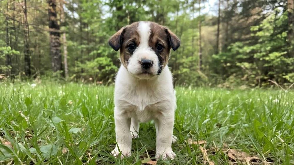 Отдам в добрые руки щенки