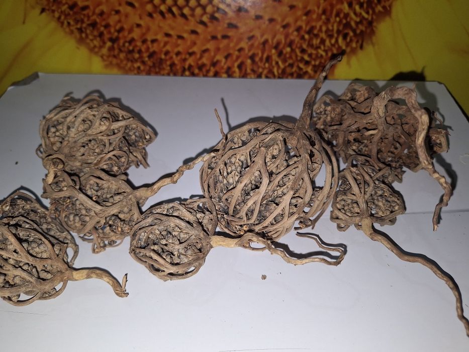 Каф Марьям шөбі бала которуге комектесетин Меккеден келген!!!