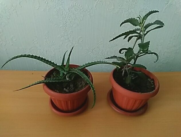 Продам  комнатные цветы лечебные