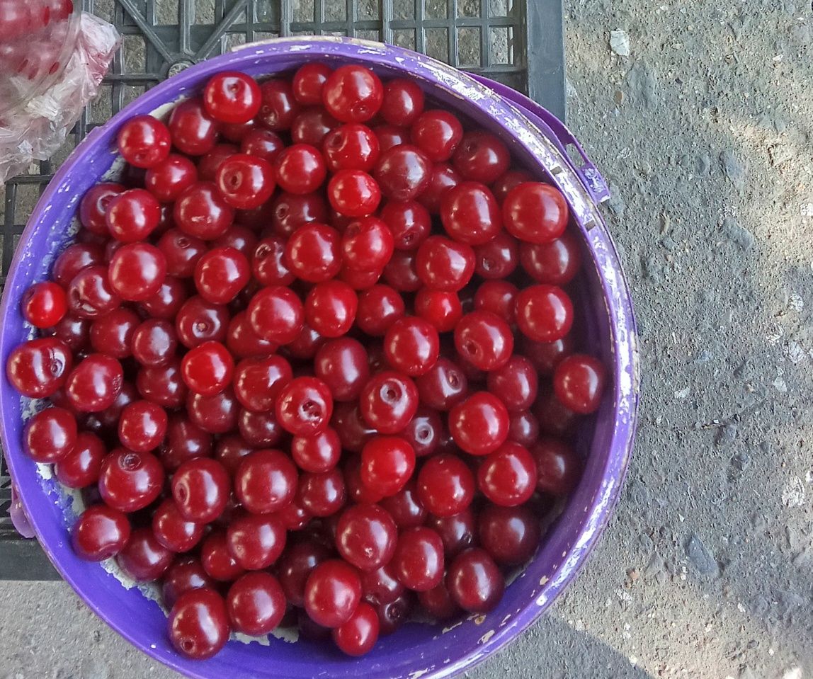 Продам вишню дачную