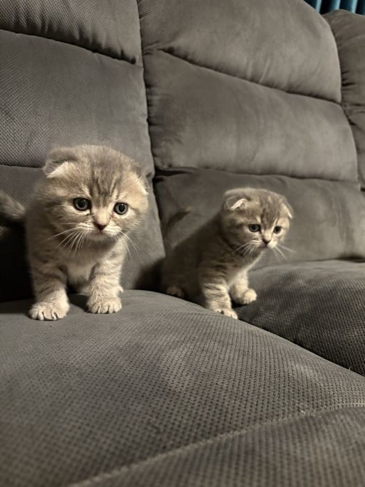 Pisici british și scottish