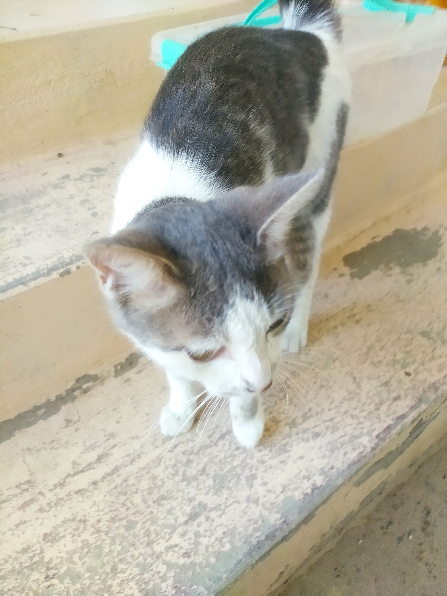 Mushuk.koshka.mushukcha