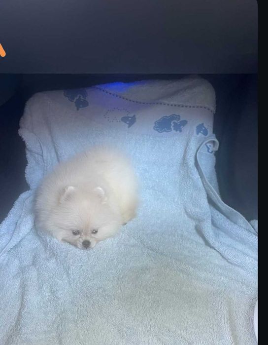 Продава се момиче Померан :)