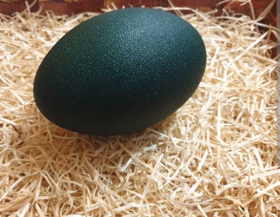 Vând Ouă Struț Emu si Ouă de Struț african