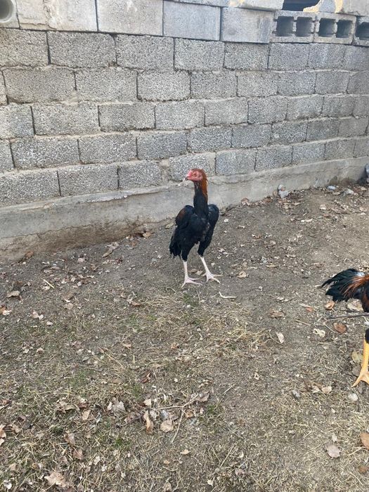 Дакан кораз есть