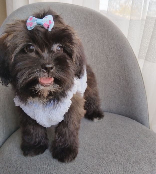 Shih-poo /Ши ПУ момиченце