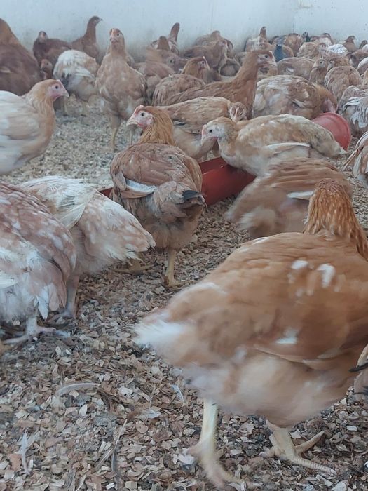 Vând puicute Kabir de Italia